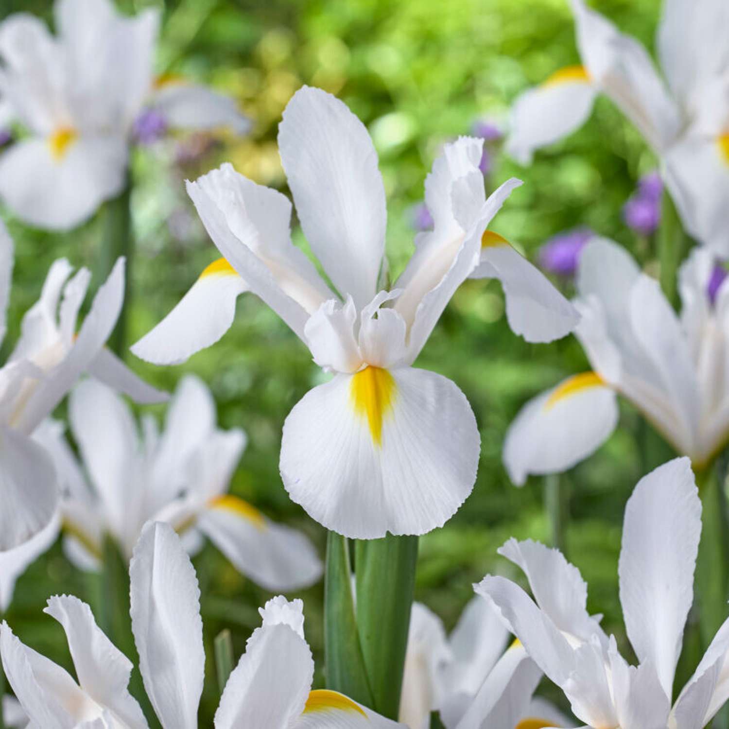 Iris hollandica 'White van Vliet'
